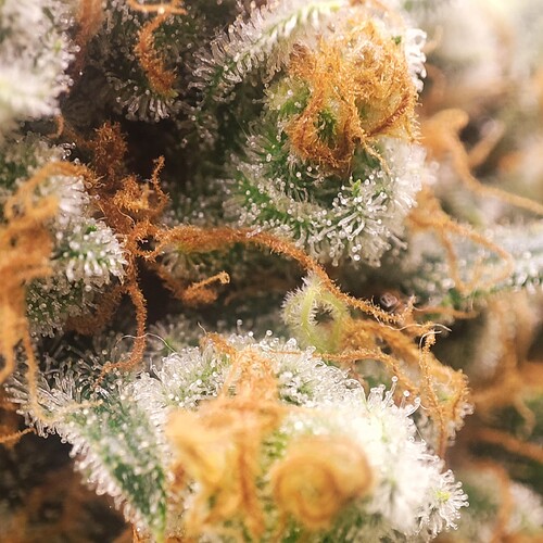 Growreport Bild 68