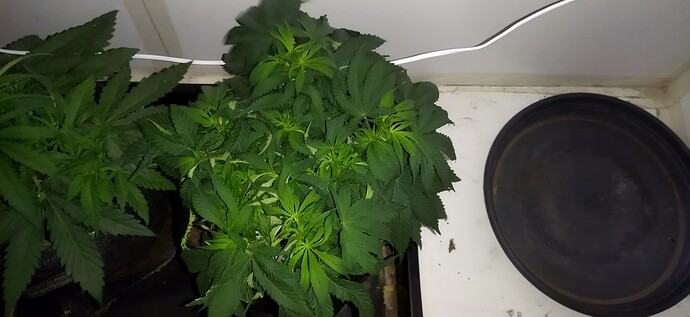 Growreport Bild 31