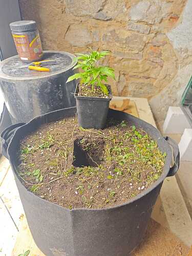 Growreport Bild 32