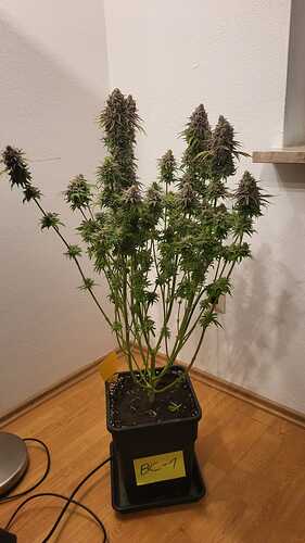Growreport Bild 11