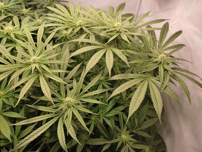 Growreport Bild 8