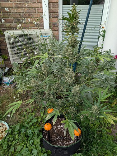 Growreport Bild 6