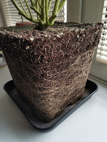 Growreport Bild 5