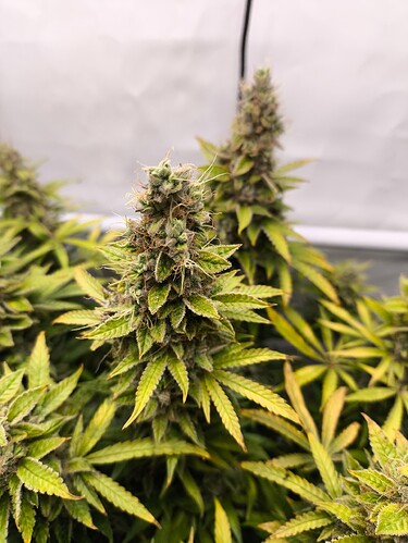 Growreport Bild 4