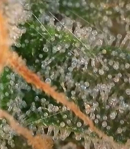Growreport Bild 17