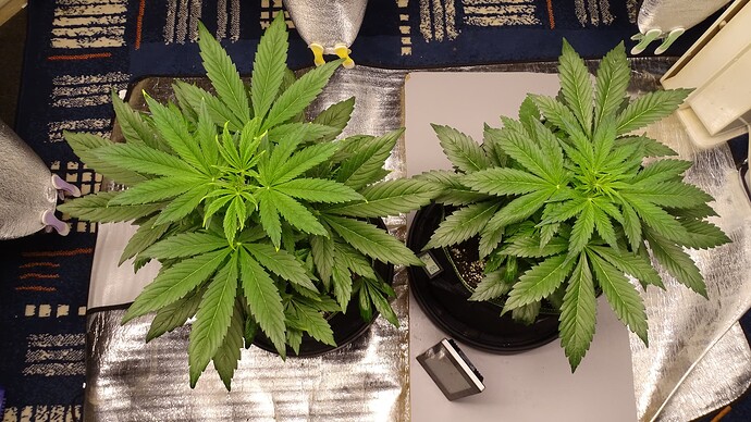Growreport Bild 5