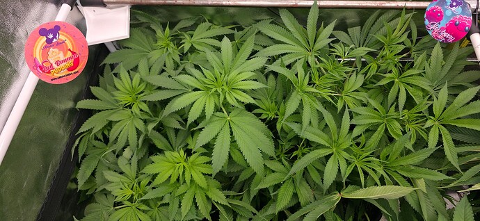 Growreport Bild 12