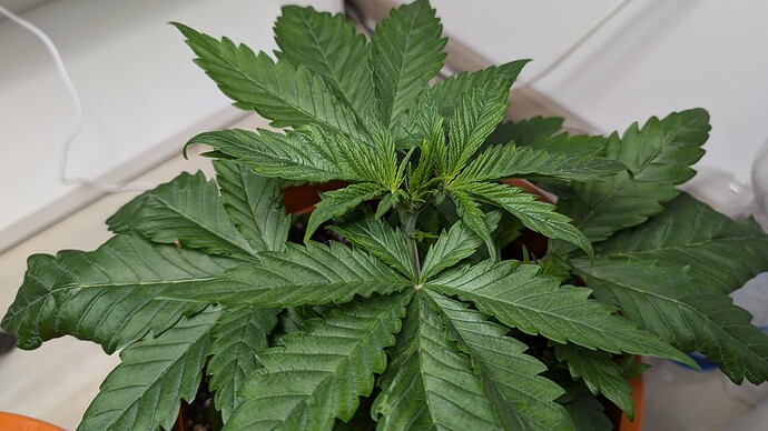 PXL_20240912_181251400