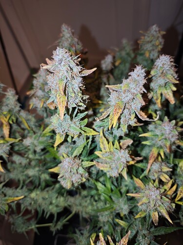 MVIMG_20251204_200233