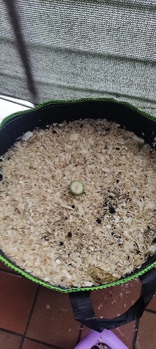 Growreport Bild 1