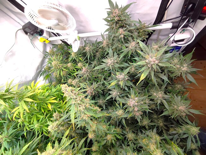 Growreport Bild 5