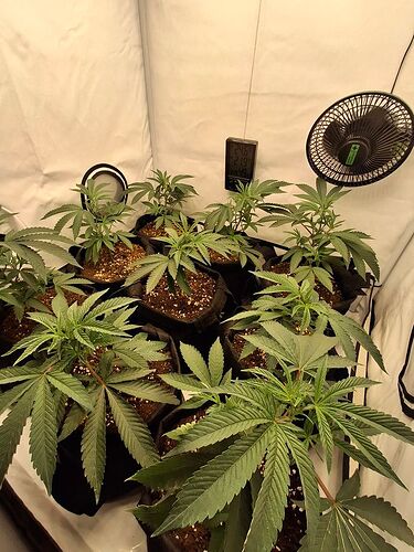 Growreport Bild 5