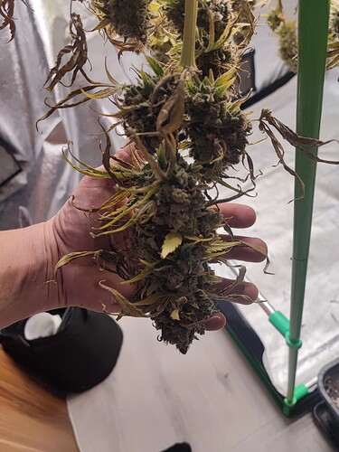 Growreport Bild 136