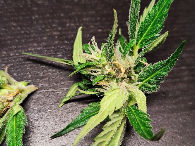 Growreport Bild 9