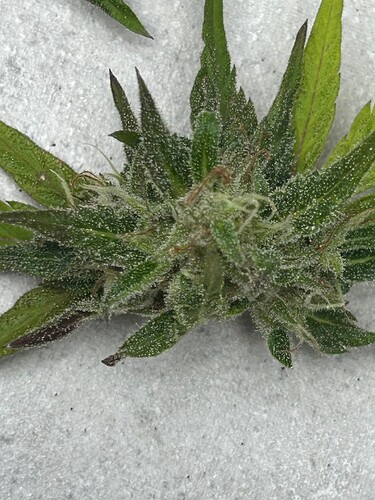 Growreport Bild 33
