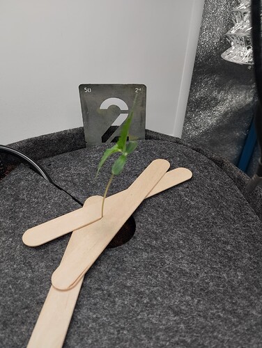 Growreport Bild 1