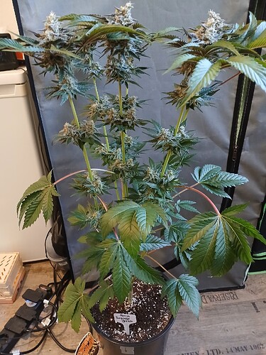 Growreport Bild 1