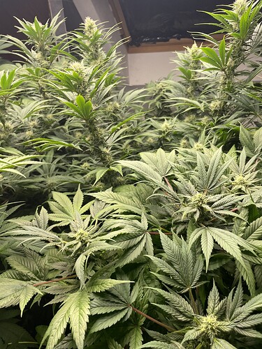 Growreport Bild 20