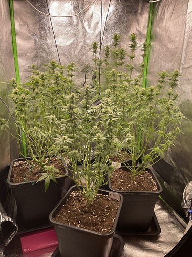 Growreport Bild 6
