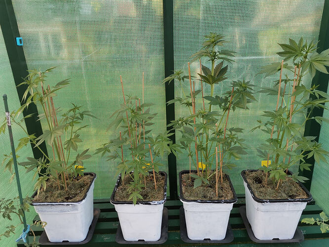 Lucky Hemp, LT31