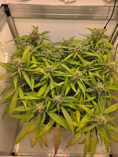 Eine Cannabis-Pflanze in der Blütephase in einer Growbox, von oben fotografiert.