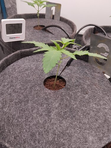 Growreport Bild 7