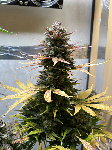 Growreport Bild 5