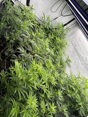 Growreport Bild 2