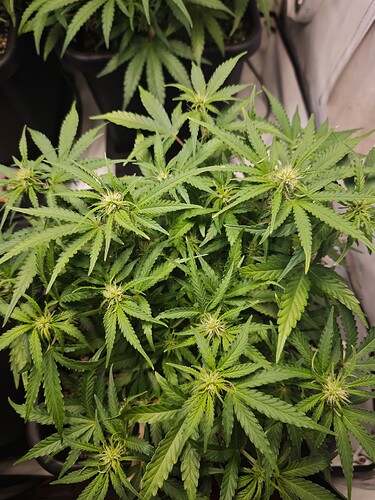 MVIMG_20251019_223821