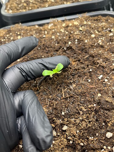Growreport Bild 4