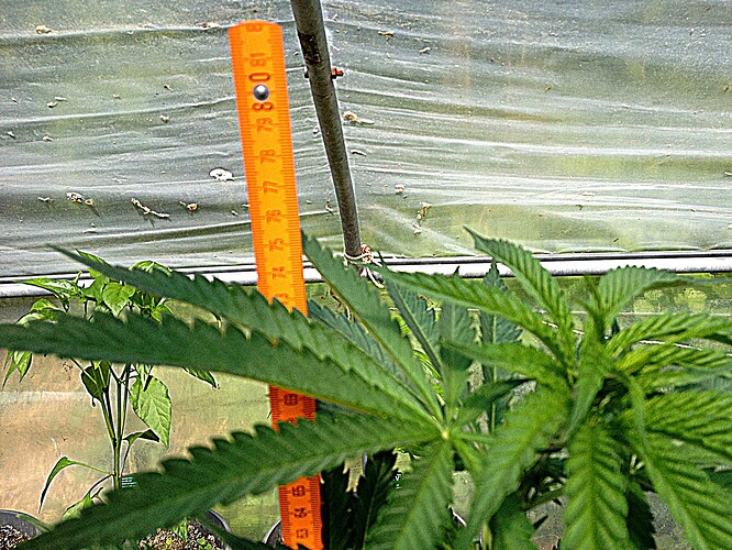 Grow25_0514_06