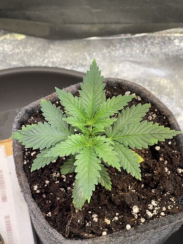 Growreport Bild 15