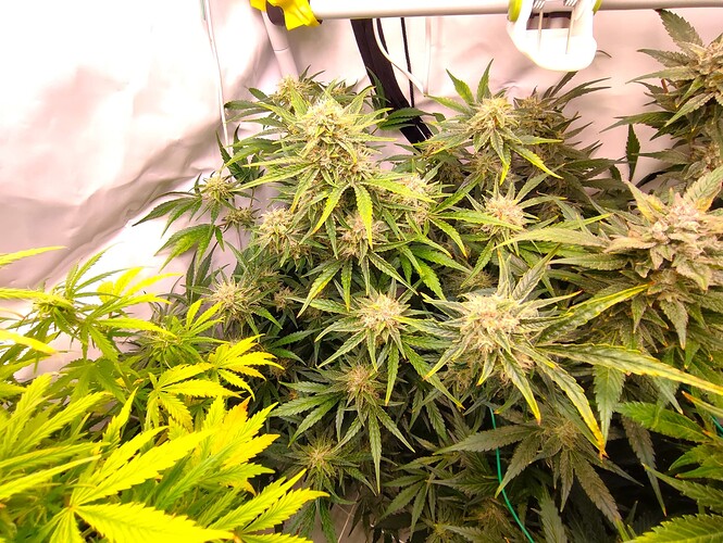 Growreport Bild 49
