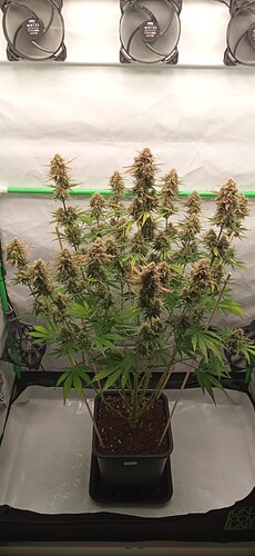 Growreport Bild 2