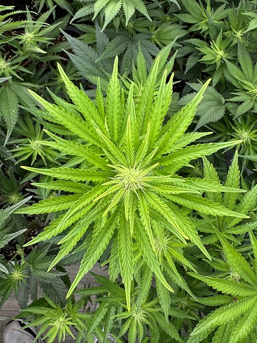Growreport Bild 4