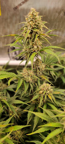 Growreport Bild 9