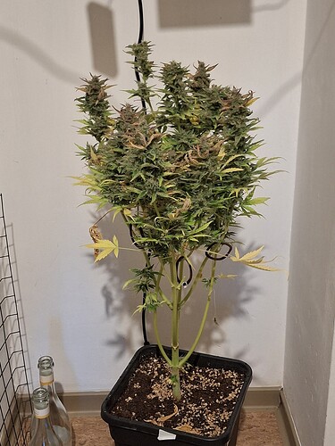 Growreport Bild 6