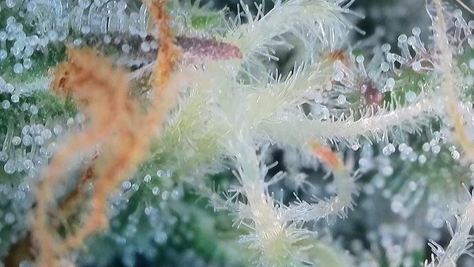 Growreport Bild 47
