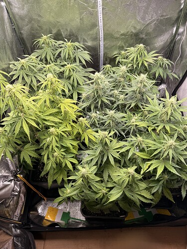 Growreport Bild 6