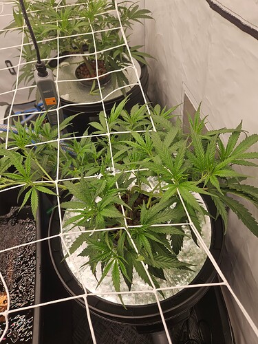 Growreport Bild 2