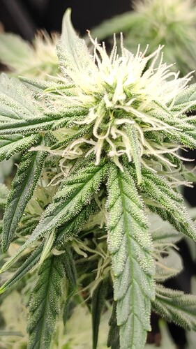 Growreport Bild 7