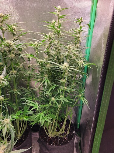 Growreport Bild 7