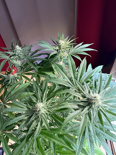 Growreport Bild 47