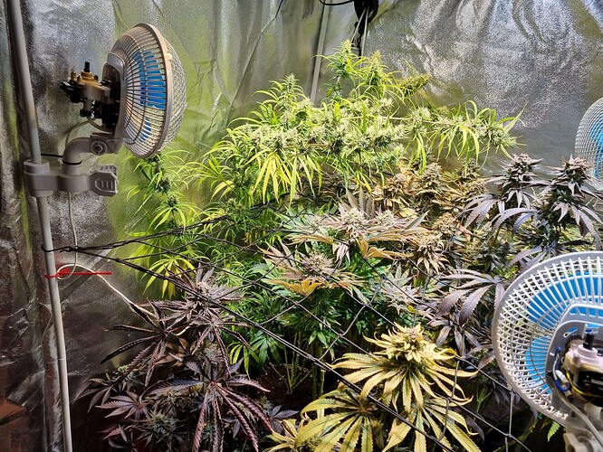 Mehrere Cannabis-Pflanzen in der Blütephase, einige mit dunklen Blättern, in einem Zelt mit zwei Ventilatoren.