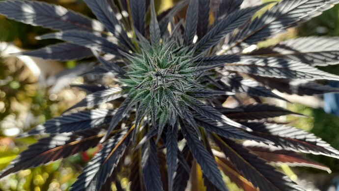 Growreport Bild 1
