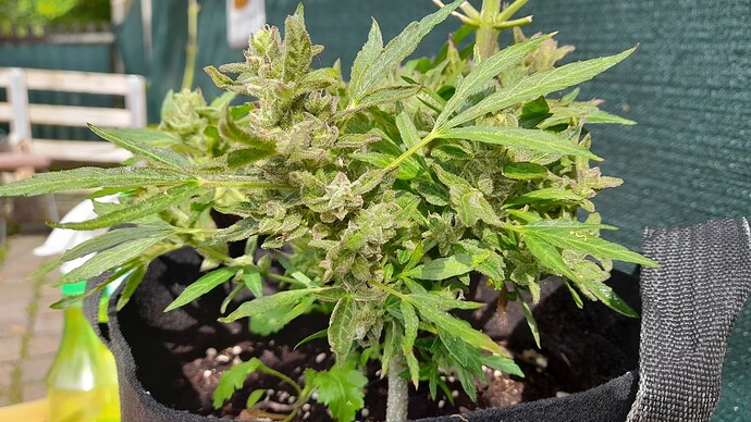 Growreport Bild 6