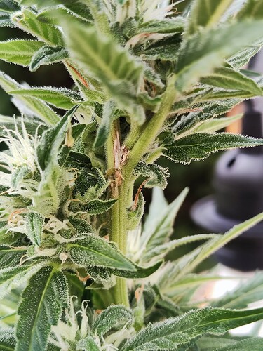 Growreport Bild 12