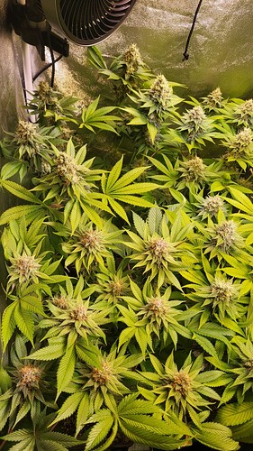 Eine blühende Cannabispflanze in einem Growzelt mit einem Ventilator im Hintergrund.