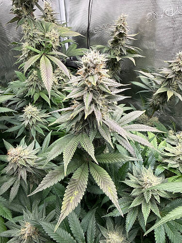 Growreport Bild 18