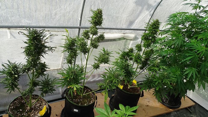 Growreport Bild 1